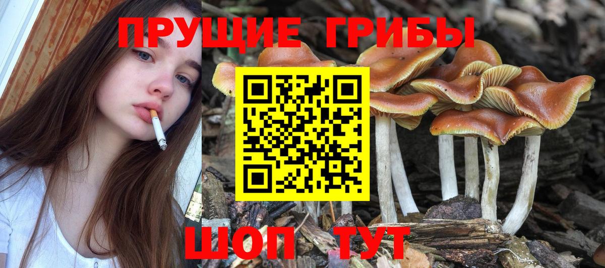 где продают наркотики  Вход с VPN  Шадринск  Псилоцибиновые грибы мухоморы  Псилоцибиновые грибы GOLDEN TEACHER 